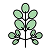 Moringa